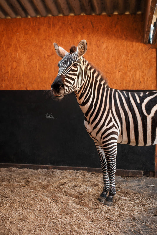 Von Kim - Maliwi Shop