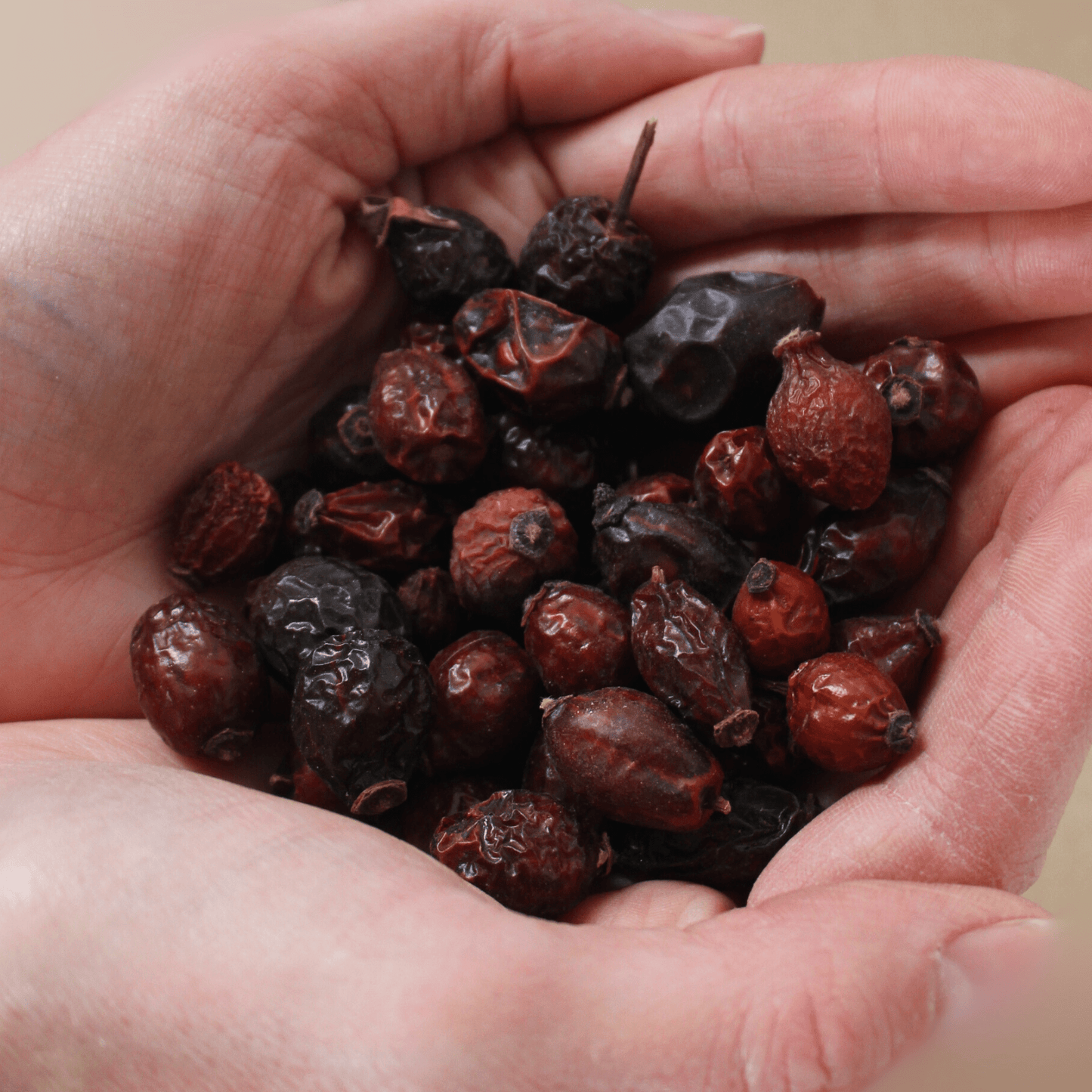 Herbst - Duo: Karl Karotte & Hanni Butte - Maliwi Shop