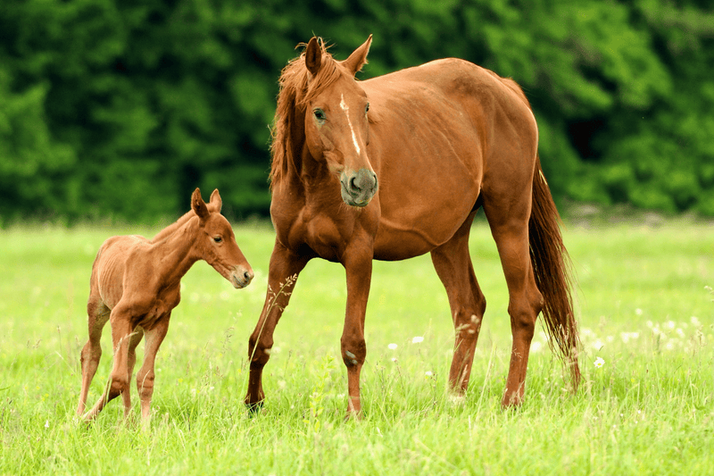 🌿 Verdauung beim Pferd unterstützen – natürlich & effektiv - Maliwi Shop