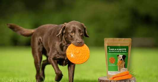 🍂 So bleibt dein Hund fit & gesund Im Herbst! - Maliwi Shop