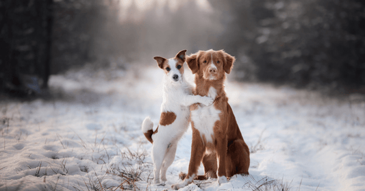 ❄️ So bleibt dein Hund fit & gesund Im Winter! - Maliwi Shop