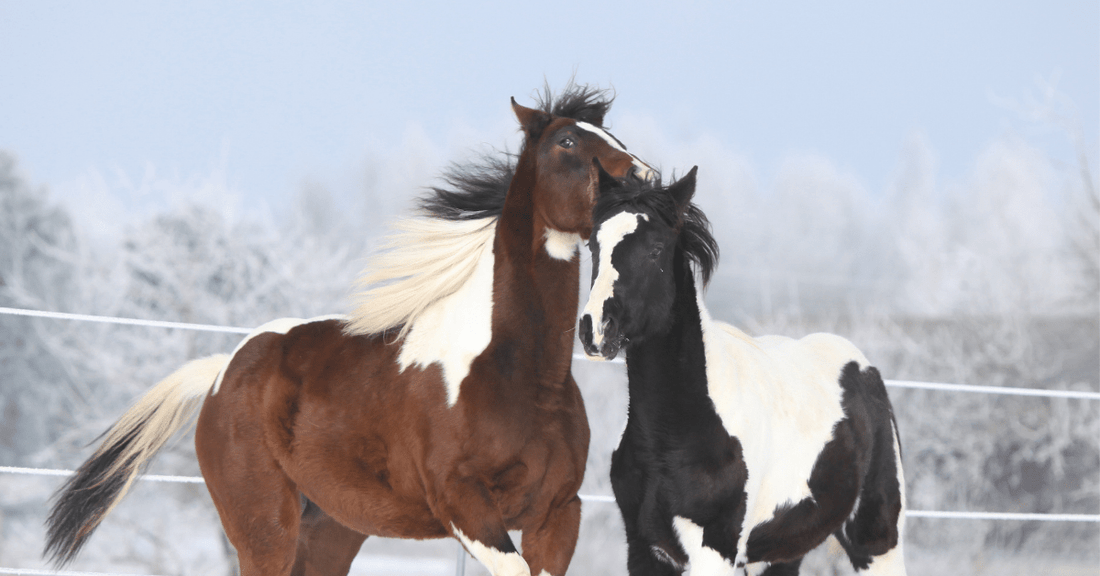 So bleibt dein Pferd fit im Winter ❄️ - Maliwi Shop