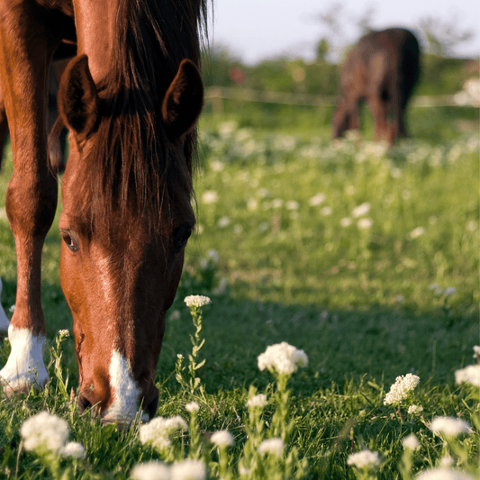 🌿 Frühling beim Pferd – jetzt richtig unterstützen - Maliwi Shop
