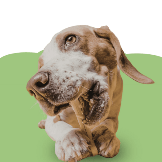 🦷 Warum Kauartikel für deinen Hund so wichtig sind - Maliwi Shop