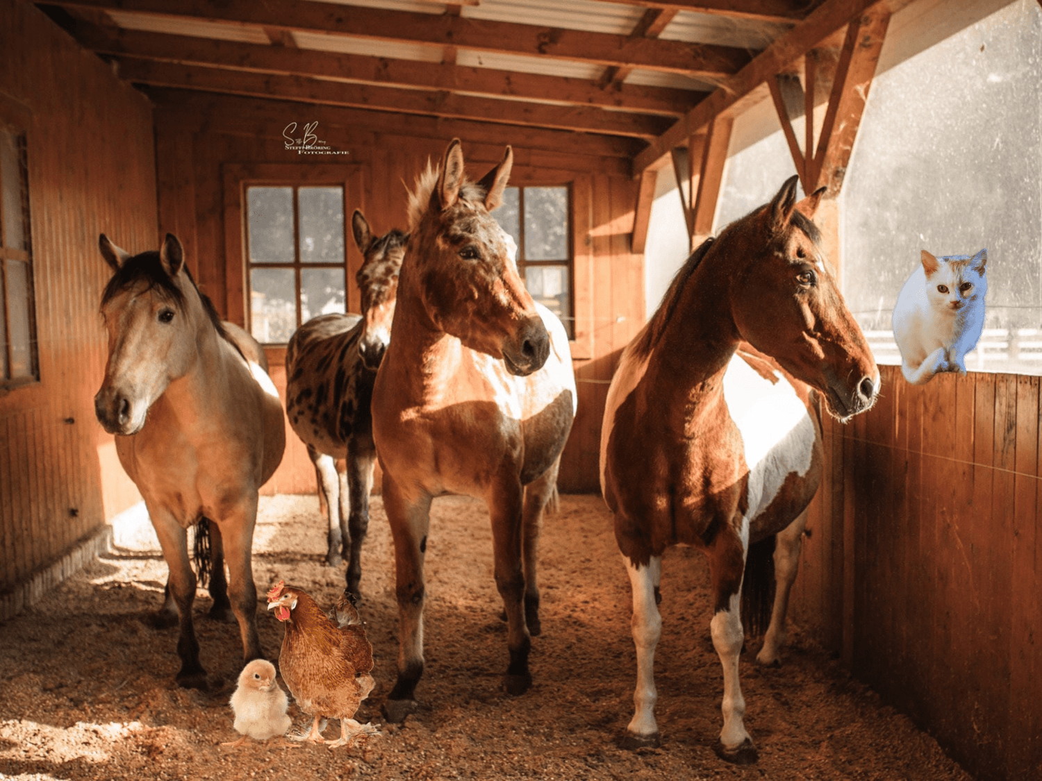 Miscanthus-Einstreu von Maliwi - Maliwi Shop