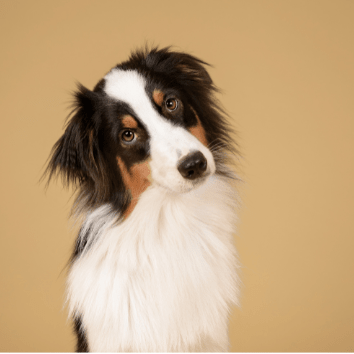 Hund - Maliwi Shop