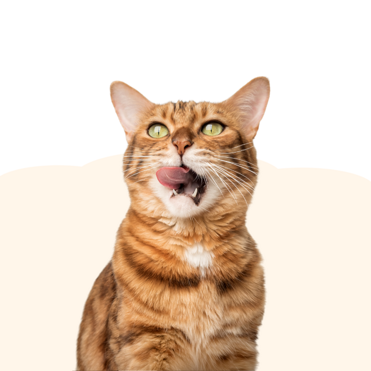 Katze - Maliwi Shop