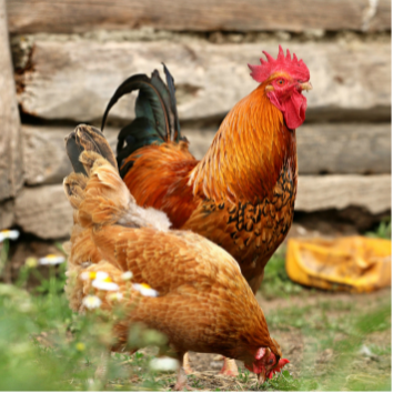 Huhn - Maliwi Shop