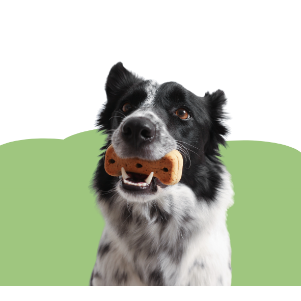 Hundesnacks – gesund & lecker - Maliwi Shop