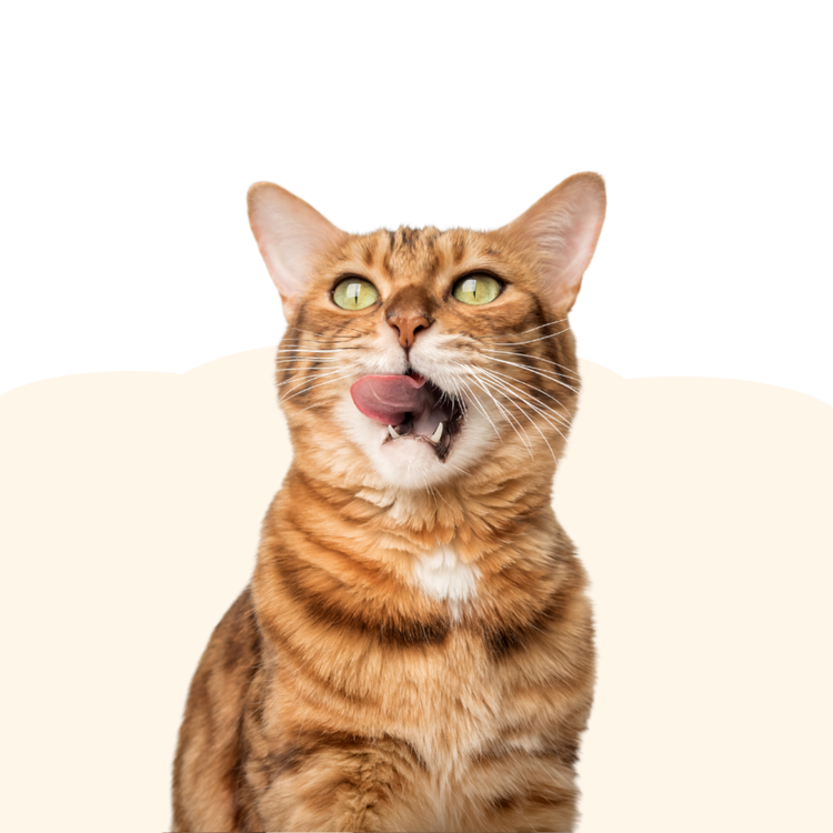 VEGGIE Katzensnacks - für wählerische Genießer - Maliwi Shop