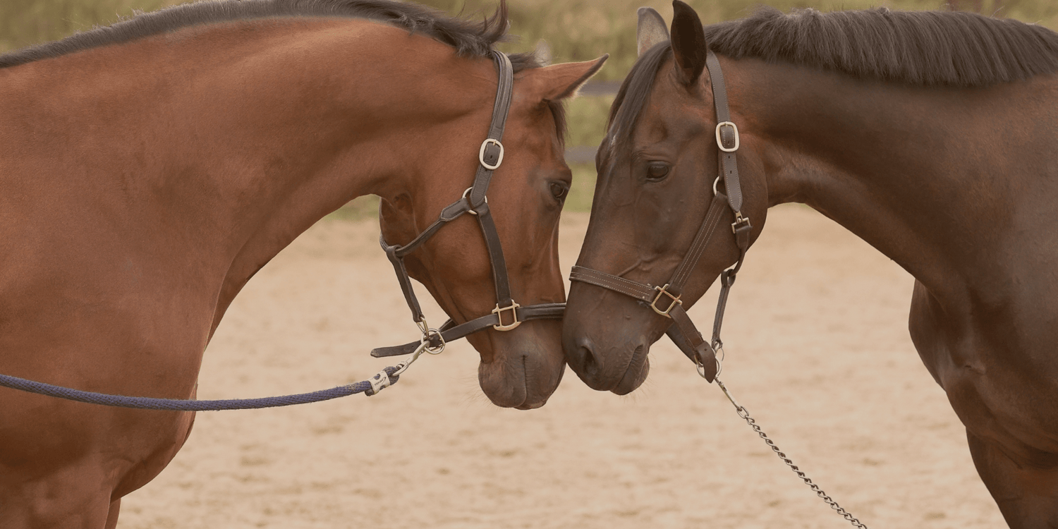 Gesundes Pferdefutter – für Energie & Verdauung - Maliwi Shop