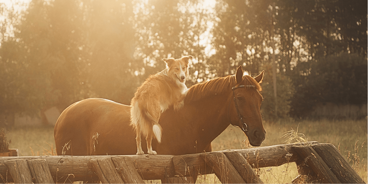 Gesunde Tierprodukte für Pferd, Hund & co. - Maliwi Shop
