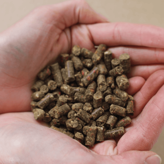 Detailansicht Anna Ameise Hundefutter auf Insektenbasis – proteinreiche Pellets für sensible Hunde 