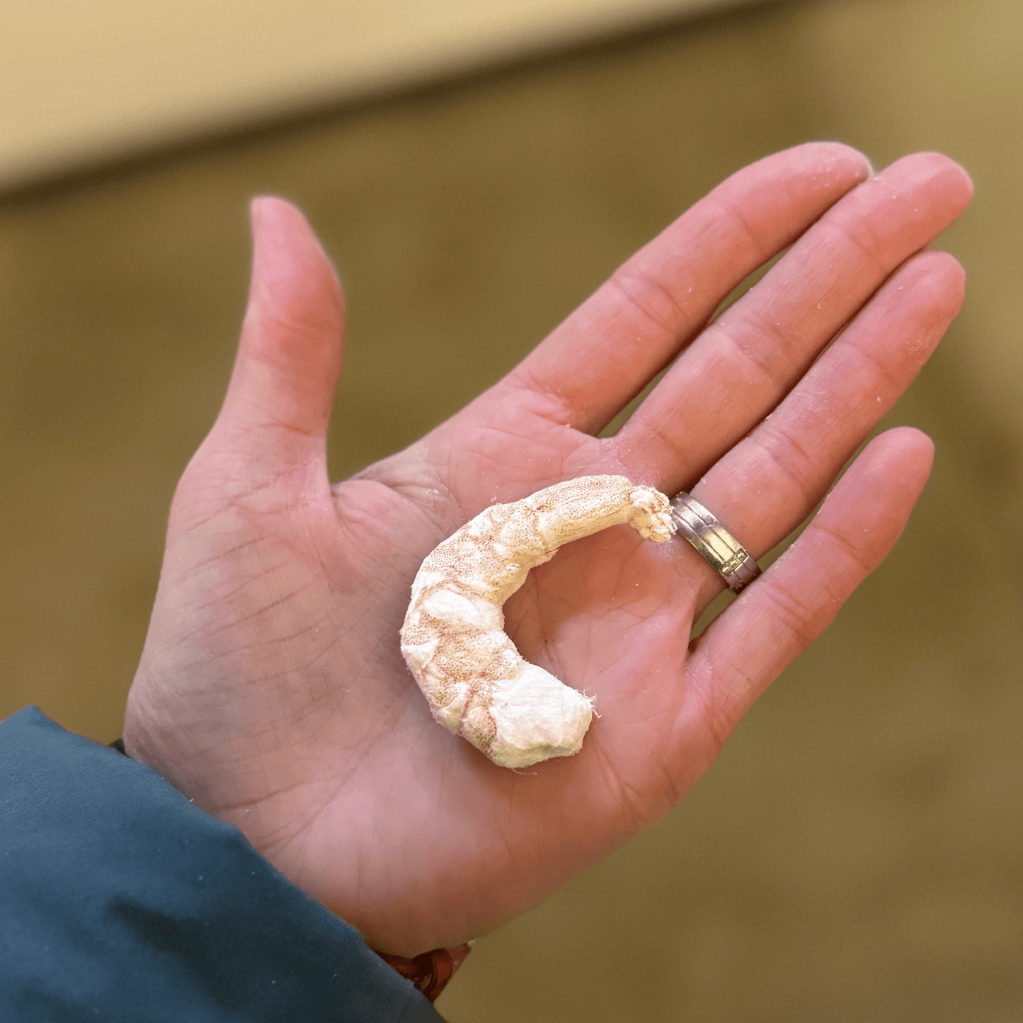 Gabi Garnele - Riesengarnelen 50 g - Maliwi Shop