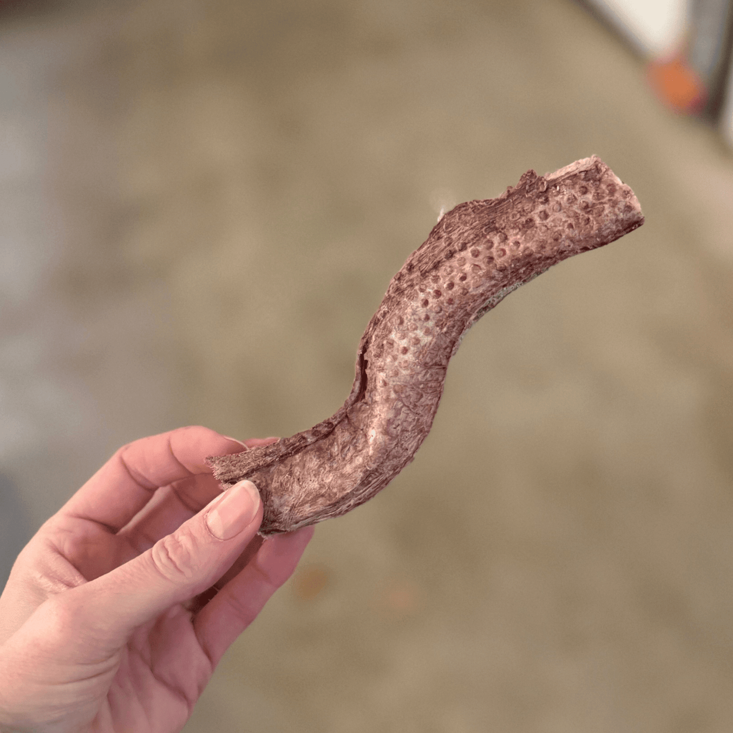 Ole Ochse - Ochsenziemer Kaustange - Maliwi Shop