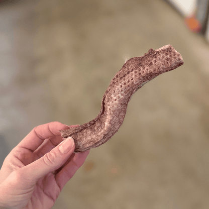 Ole Ochse - Ochsenziemer Kaustange - Maliwi Shop