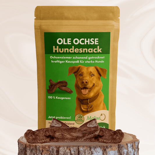 Ole Ochse - Ochsenziemer Kaustange - Maliwi Shop